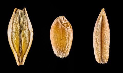 http://www.dreamstime.com/stock-images-macro-wheat-barley-rye-image29462144 http://www.dreamstime.com/stock-images-macro-wheat-barley-rye-image29462144